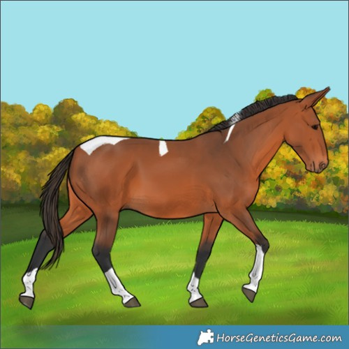 Horse Color:Bay Tobiano