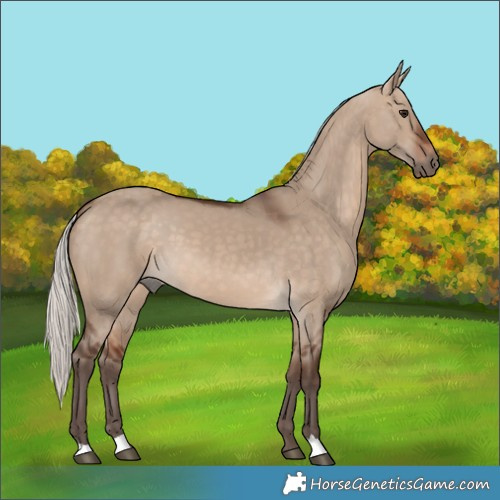 Horse Color:Silver Brown Dun 