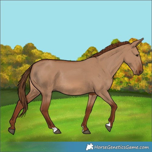 Horse Color:Red Dun Rabicano