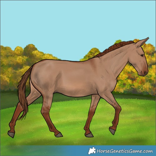 Horse Color:Red Dun Rabicano