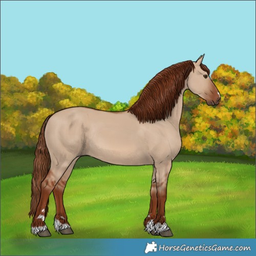 Horse Color:Red Dun Rabicano 