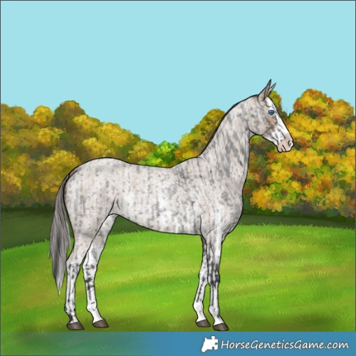 Horse Color:Blue Roan Sabino Splash  and Classic Champagne Roan Sabino Splash 