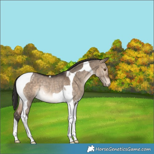Horse Color:Brown Dun Tobiano Appaloosa Rabicano 