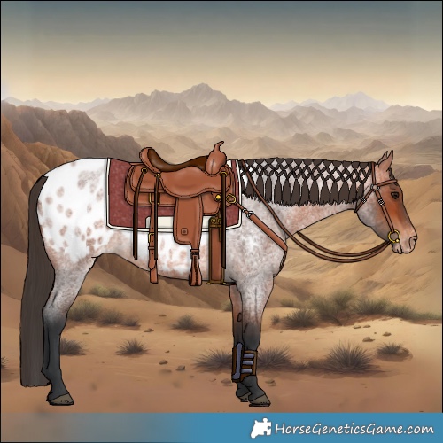 Horse Color:Bay Roan Appaloosa 