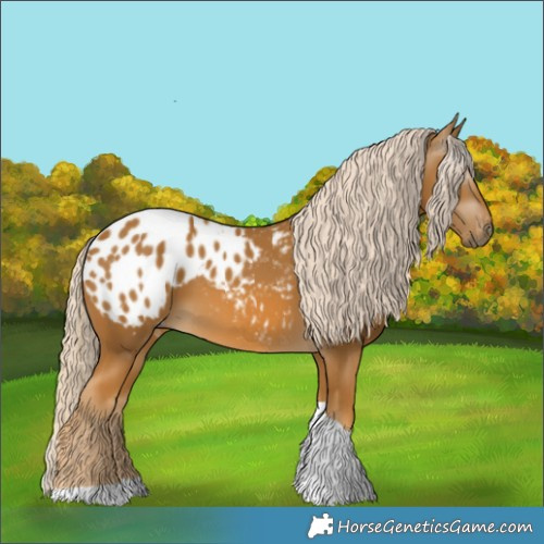 Horse Color:Gray Palomino Tobiano Appaloosa 