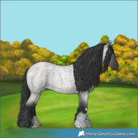 Horse Color:Grullo Roan Sabino Rabicano