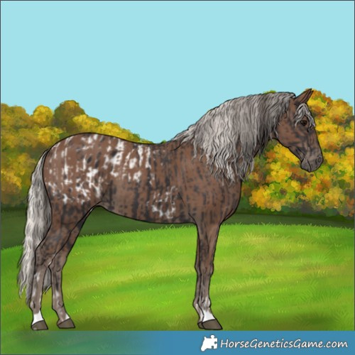 Horse Color:Smoky Black Tobiano Appaloosa and Silver Black
