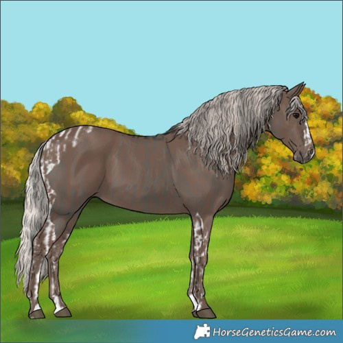 Horse Color:Grullo Splash Tobiano and Silver Black