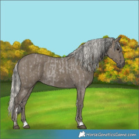 Horse Color:Grullo Roan Tobiano  and Silver Smoky Black 