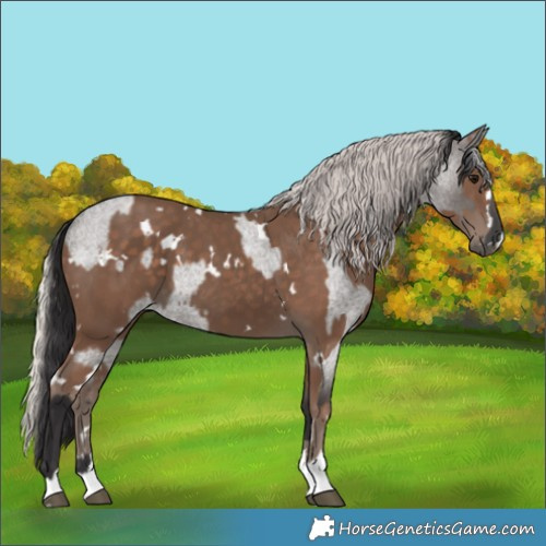 Horse Color:Smoky Grullo Roan  and White Spotted Silver Black 