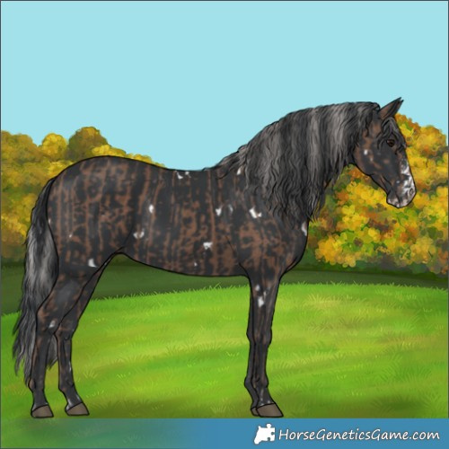 Horse Color:Silver Black and White Spotted Black Sabino