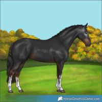Horse Color:Gray White Spotted Liver Chestnut 