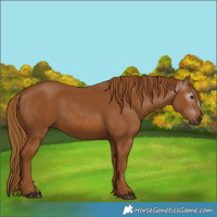Horse Color:Unknown 