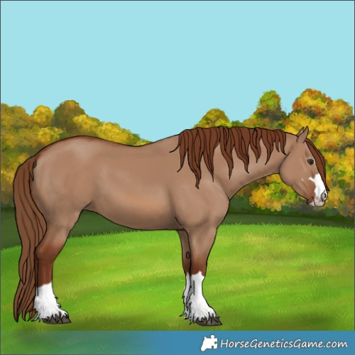 Horse Color:Unknown 