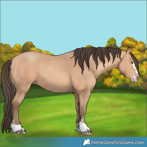 Horse Color:Unknown 