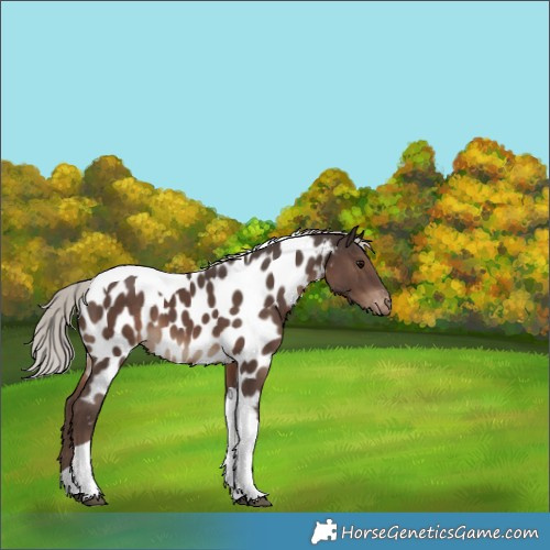 Horse Color:Silver Black Tobiano Near Leopard 