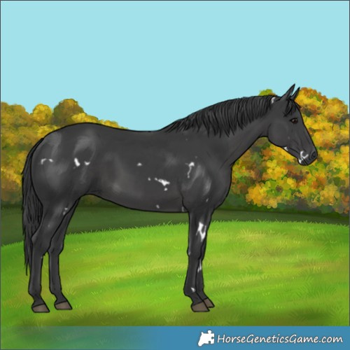 Horse Color:White Spotted Black 