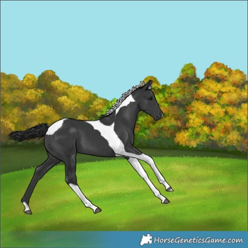 Horse Color:Black Tobiano 