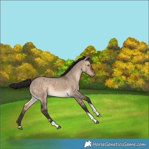 Horse Color:Bay Dun Tobiano 