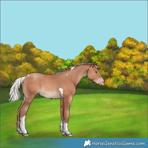 Horse Color:Silver Sable Champagne Tobiano 