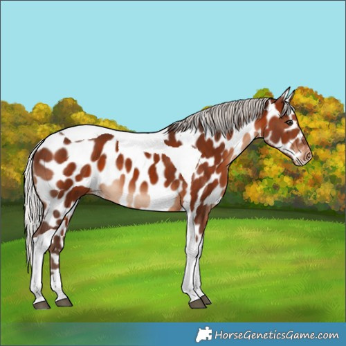 Horse Color:Silver Brown Tobiano Appaloosa 