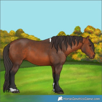 Horse Color:Unknown 