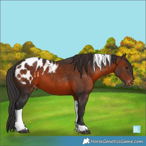Horse Color:Brown Tobiano Blanket 