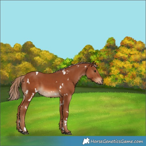 Horse Color:White Spotted Chestnut
