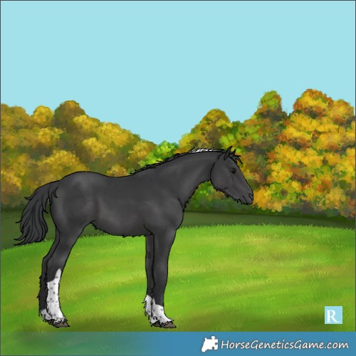 Horse Color:Black Tobiano 
