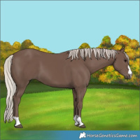 Horse Color:Silver Black 