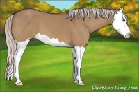 Horse Color:Silver Bay Dun Splash 