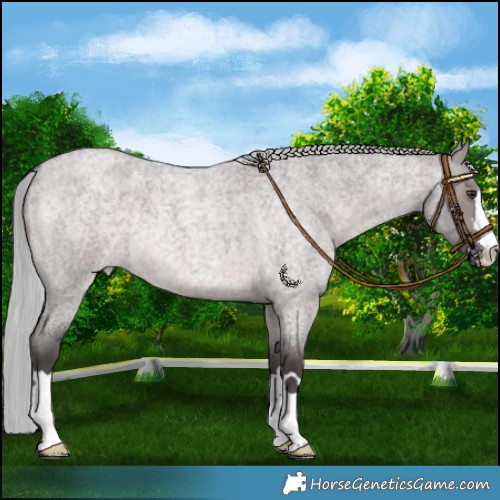 Horse Color:Platinum Silver Brown Roan Dun 
