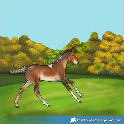 Horse Color:Chocolate Palomino Tobiano 