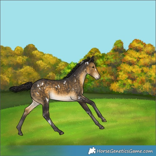 Horse Color:White Spotted Buckskin Rabicano 