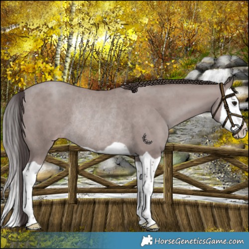 Horse Color:Platinum Classic Champagne Splash Rabicano 
