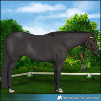 Horse Color:Platinum Smoky Black Rabicano