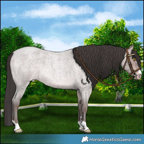 Horse Color:Platinum Sable Champagne Roan Rabicano 