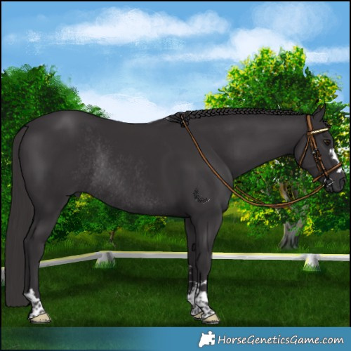 Horse Color:Platinum Smoky Black Rabicano 