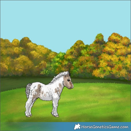 Horse Color:White Spotted Bay Dun Tobiano Rabicano 