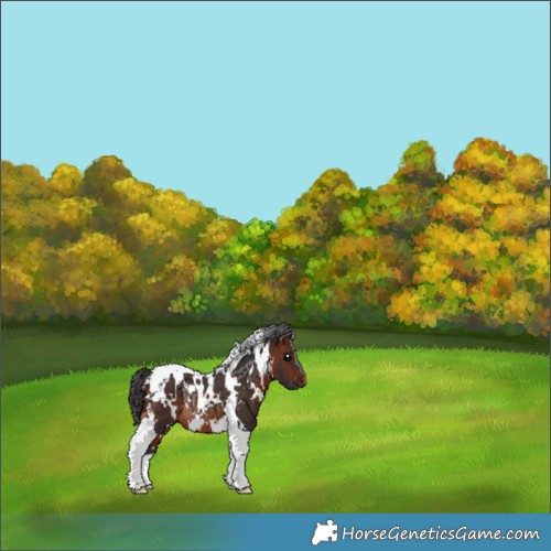 Horse Color:White Spotted Bay Tobiano Rabicano 