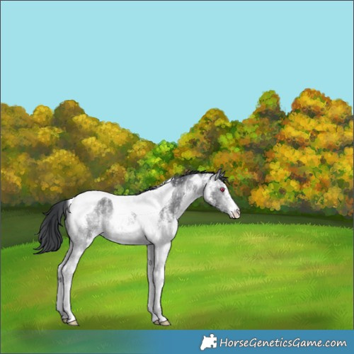 Horse Color:White Spotted Bay Chinchilla Tobiano Rabicano 