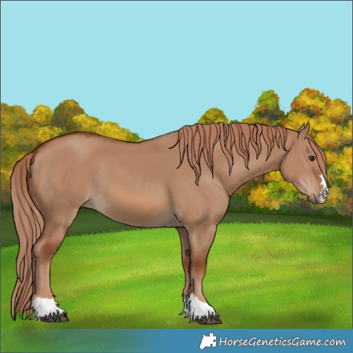 Horse Color:Unknown 