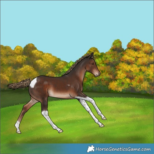 Horse Color:Liver Chestnut Tobiano 