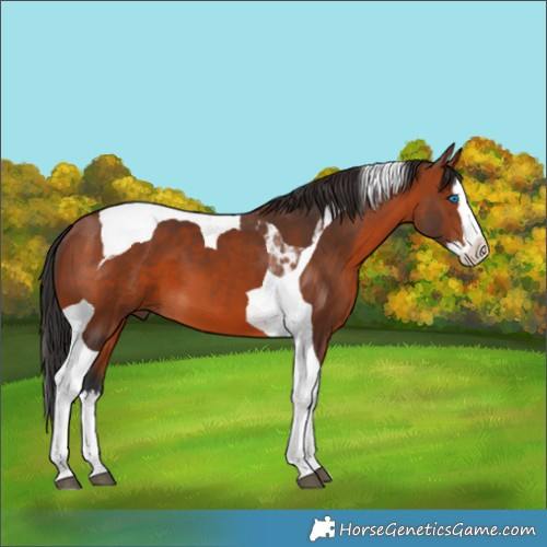 Horse Color:Bay Splash Tobiano 