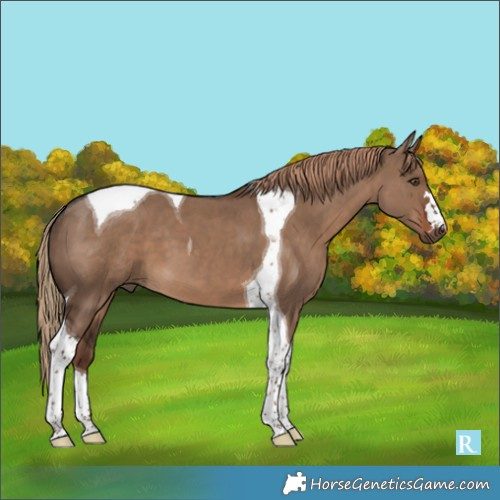 Horse Color:Liver Red Dun Tobiano 