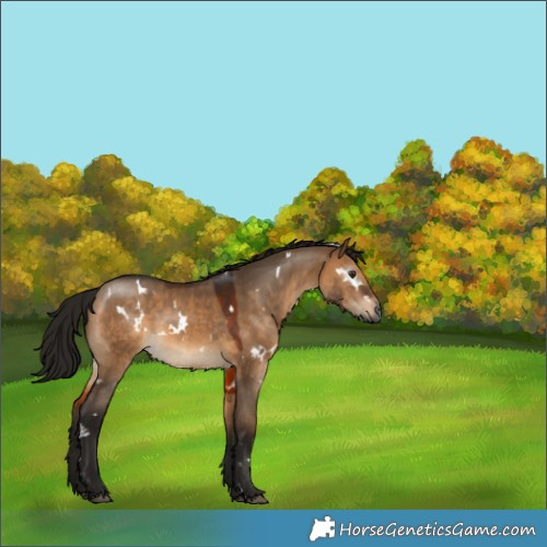 Horse Color:Gray White Spotted Bay Dun 