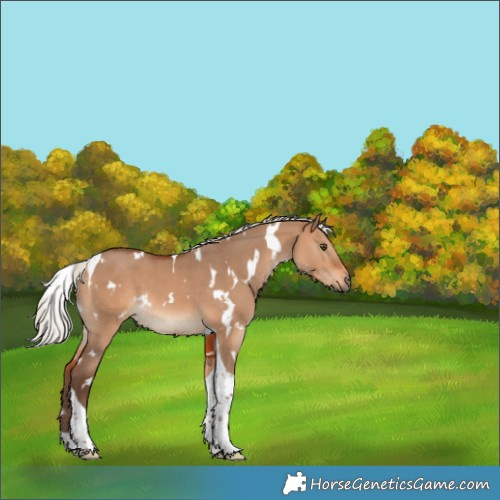 Horse Color:White Spotted Silver Bay Dun Tobiano 