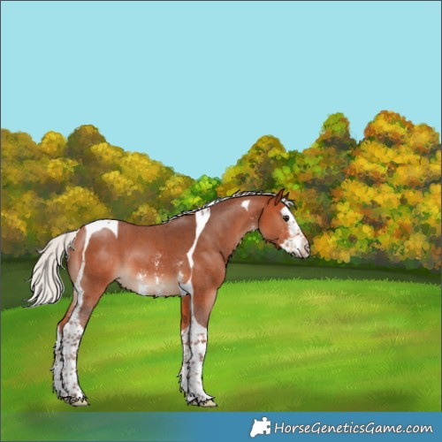 Horse Color:Silver Bay Sabino Splash Tobiano 