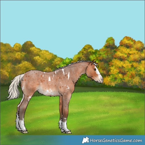 Horse Color:White Spotted Silver Bay Roan Splash 