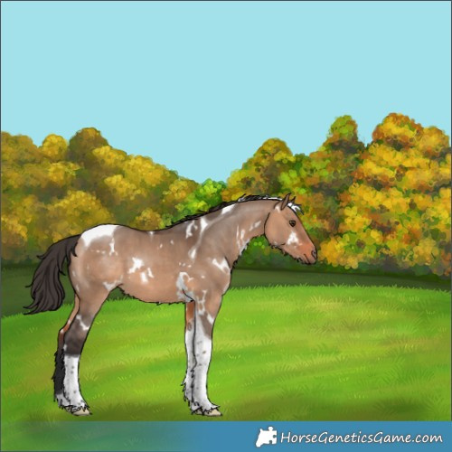 Horse Color:White Spotted Bay Dun Tobiano 